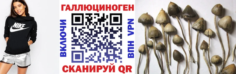 Псилоцибиновые грибы Cubensis Дедовск